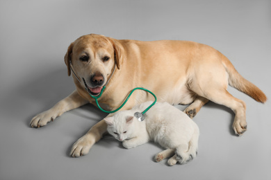 Cute Labrador dog with stethoscope as veterinarian and cat on grey background