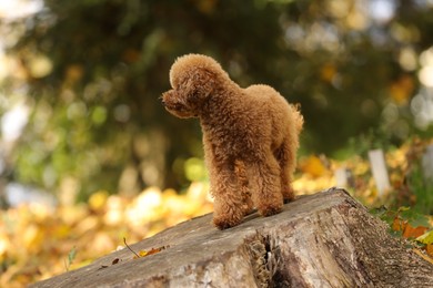 Photo of Cute Maltipoo dog on tree stump in autumn park, space for text