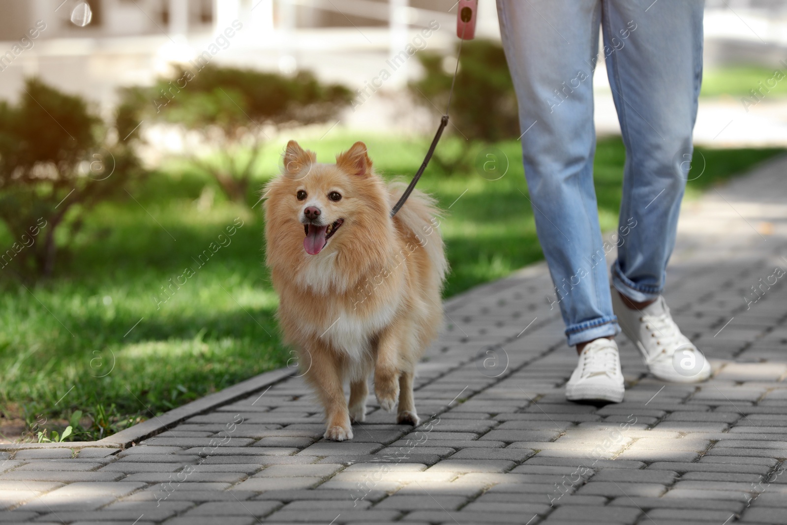 Photo of Woman with her cute dog walking on city street. closeup