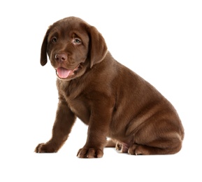 Photo of Chocolate Labrador Retriever puppy on white background