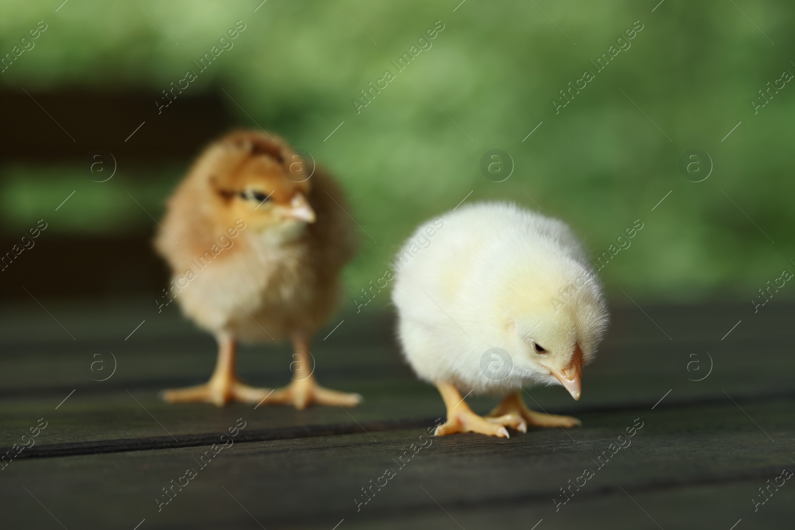 Photo of Two cute chicks on wooden surface outdoors, closeup. Baby animals