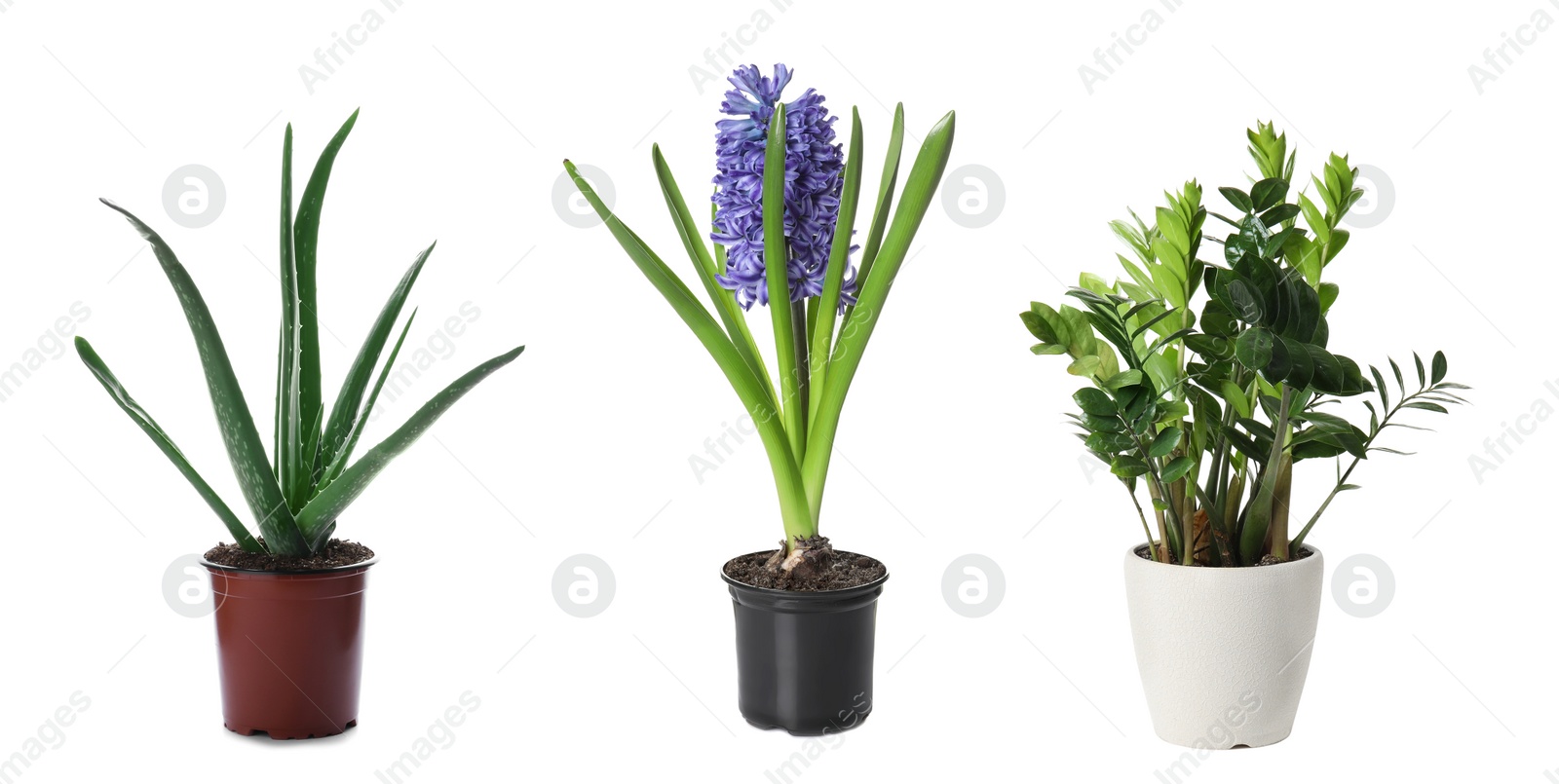 Image of Set of different plants in flower pots on white background. Banner design 