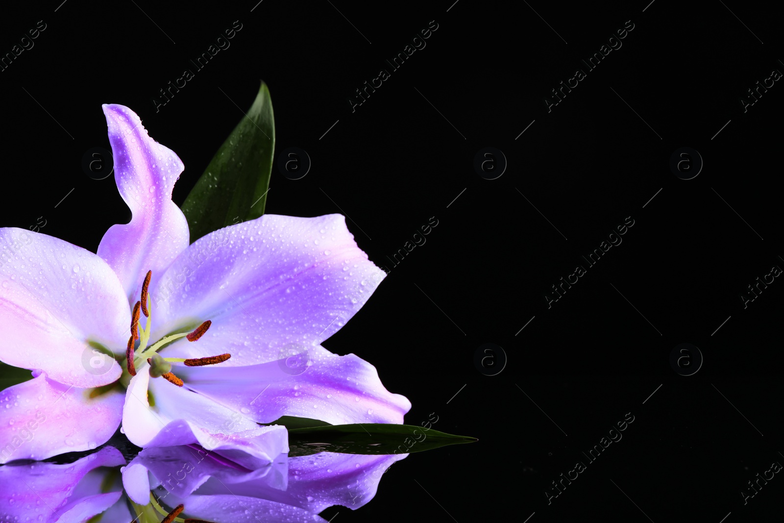 Image of Violet lily flower on black background, closeup. Funeral attributes