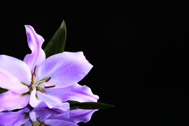 Violet lily flower on black background, closeup. Funeral attributes