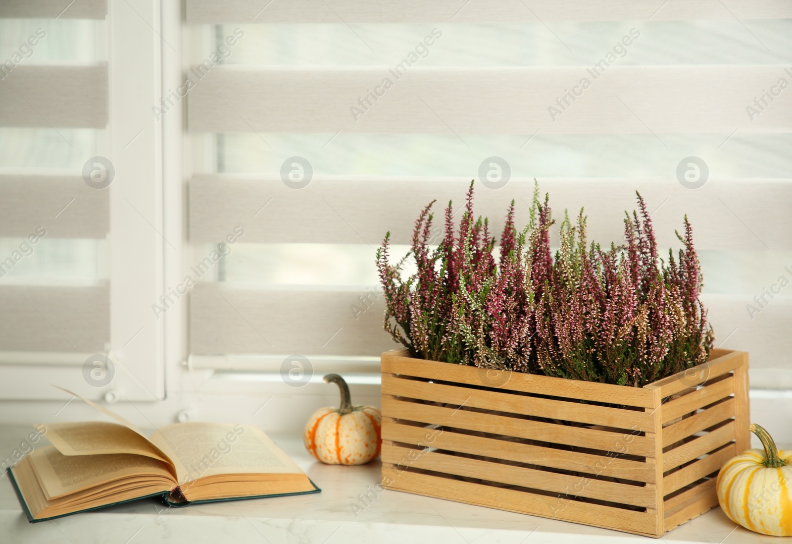 Photo of Beautiful heather flowers in crate, book and pumpkins on white windowsill indoors