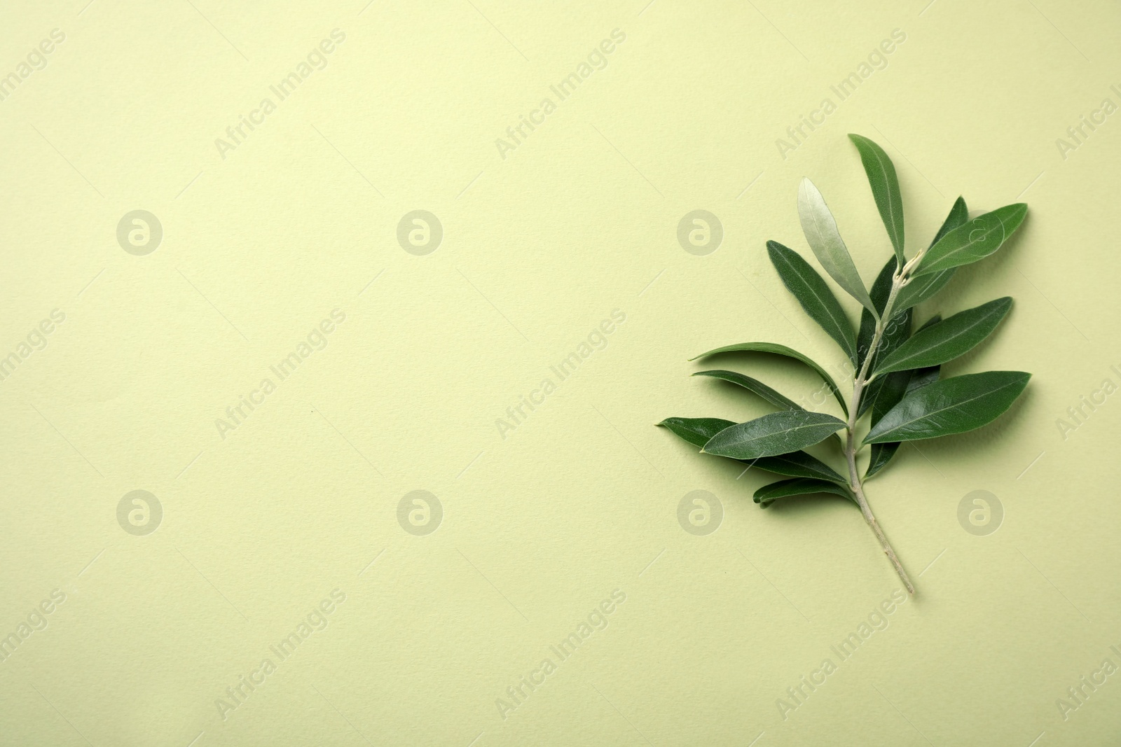 Photo of Twig with fresh green olive leaves and space for text on color background, top view