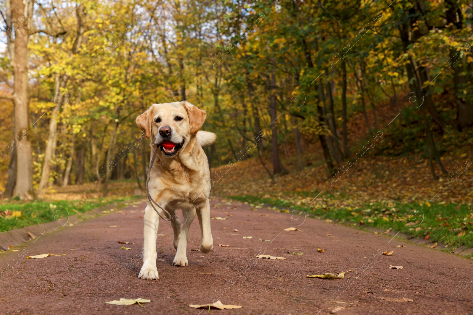Photo of Cute Labrador Retriever dog with toy ball in sunny autumn park. Space for text