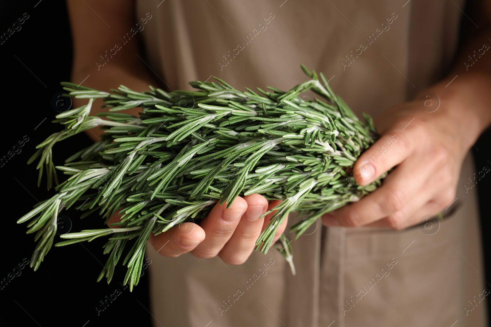 Photo of Woman holding fresh rosemary twigs, closeup