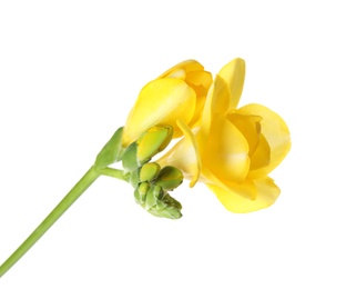 Photo of Beautiful freesia with fragrant flowers on white background