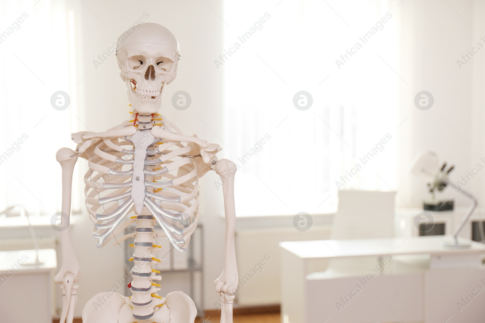 Photo of Human skeleton model in modern orthopedist's office