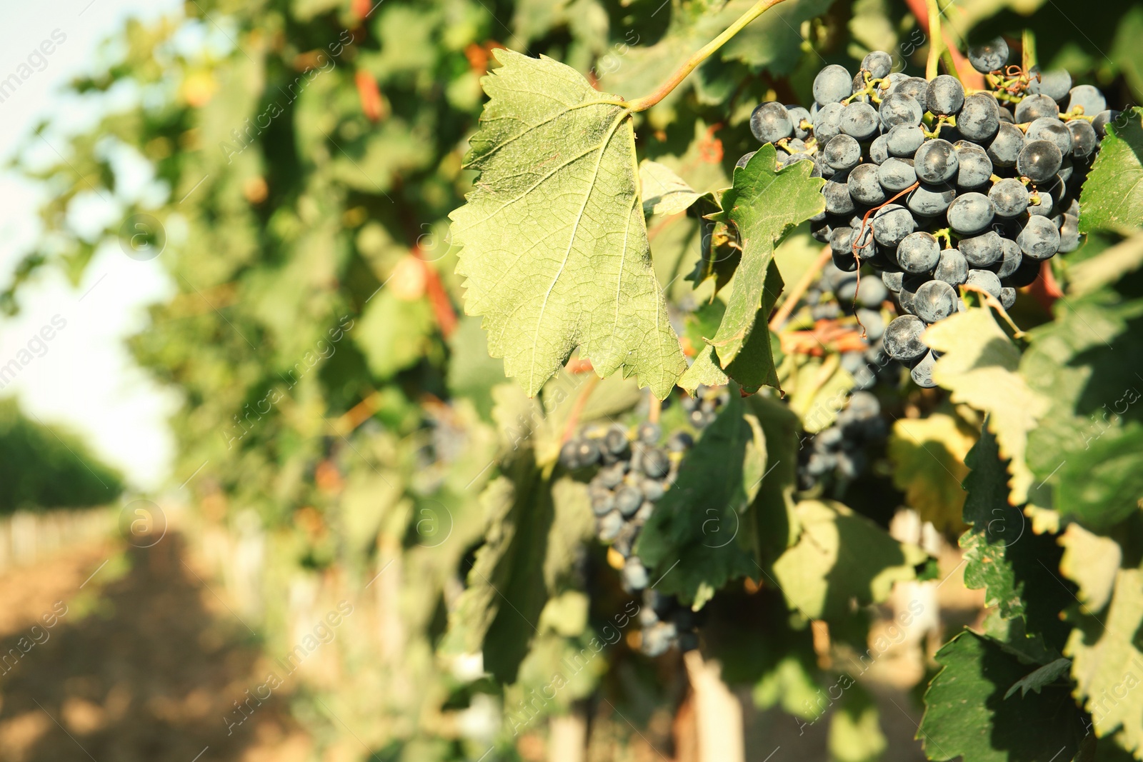 Photo of Bunches of grapes growing in vineyard on sunny day. Wine production