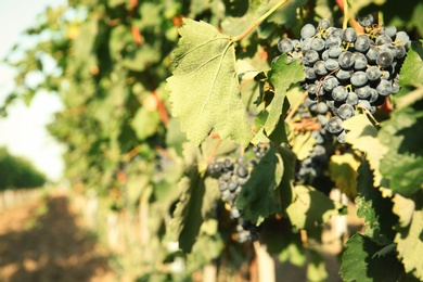 Bunches of grapes growing in vineyard on sunny day. Wine production