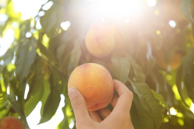 Woman picking ripe peach from tree outdoors, closeup