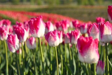 Photo of Beautiful pink tulip flowers growing in field on sunny day, selective focus
