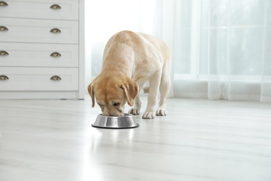 Photo of Yellow labrador retriever eating from bowl on floor indoors