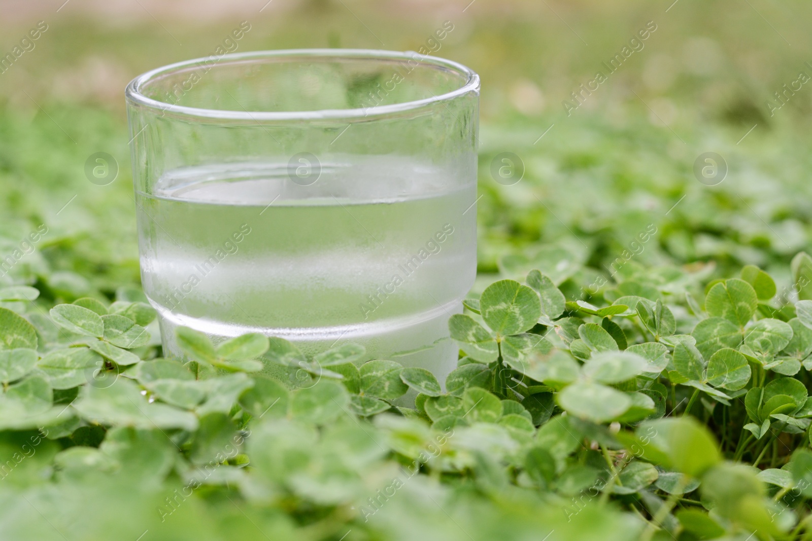 Photo of Glass of water in green clovers outdoors, closeup. Space for text