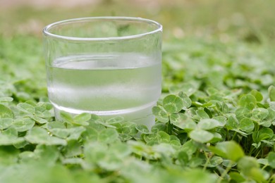 Glass of water in green clovers outdoors, closeup. Space for text