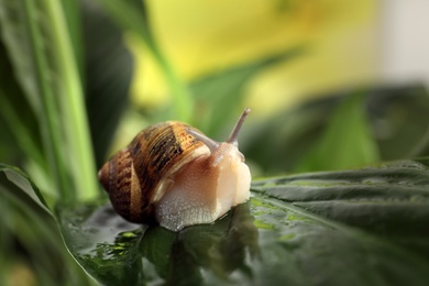 Photo of Common garden snail crawling on wet leaf, closeup