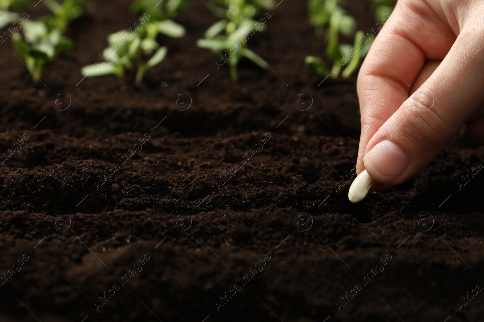 Photo of Woman planting beans into fertile soil, closeup. Vegetable seeds