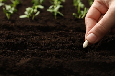 Photo of Woman planting beans into fertile soil, closeup. Vegetable seeds