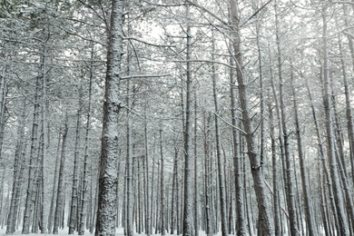 Beautiful view of snowy forest on winter day