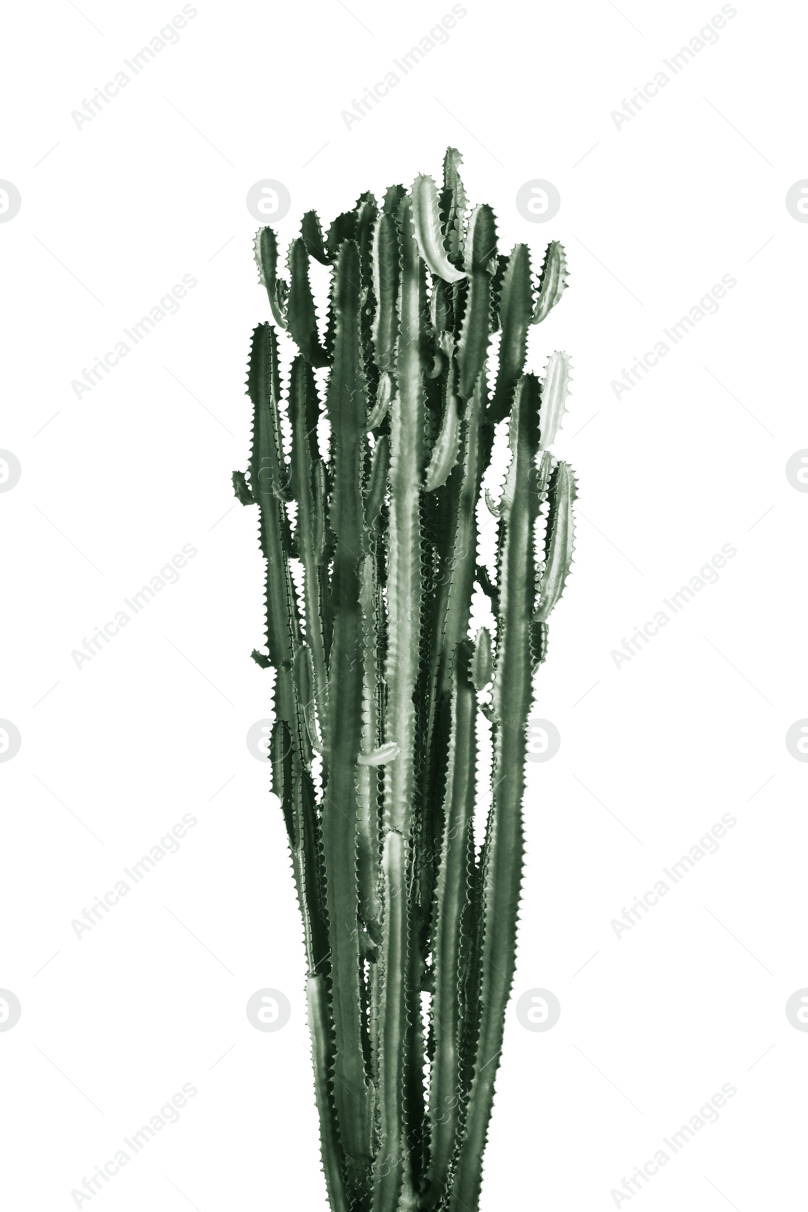 Image of Beautiful cactus on white background. Color toned