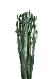 Beautiful cactus on white background. Color toned