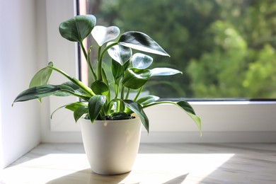 Photo of Beautiful houseplant with green leaves in pot on white window sill indoors. Space for text