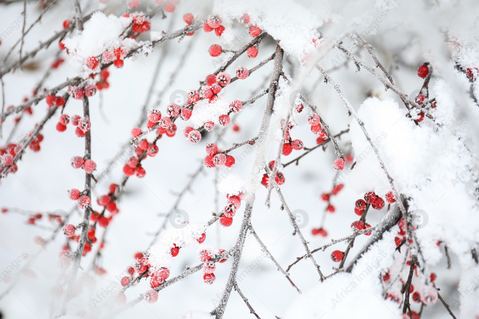 Photo of Berries on branch covered with hoarfrost outdoors, closeup. Winter morning