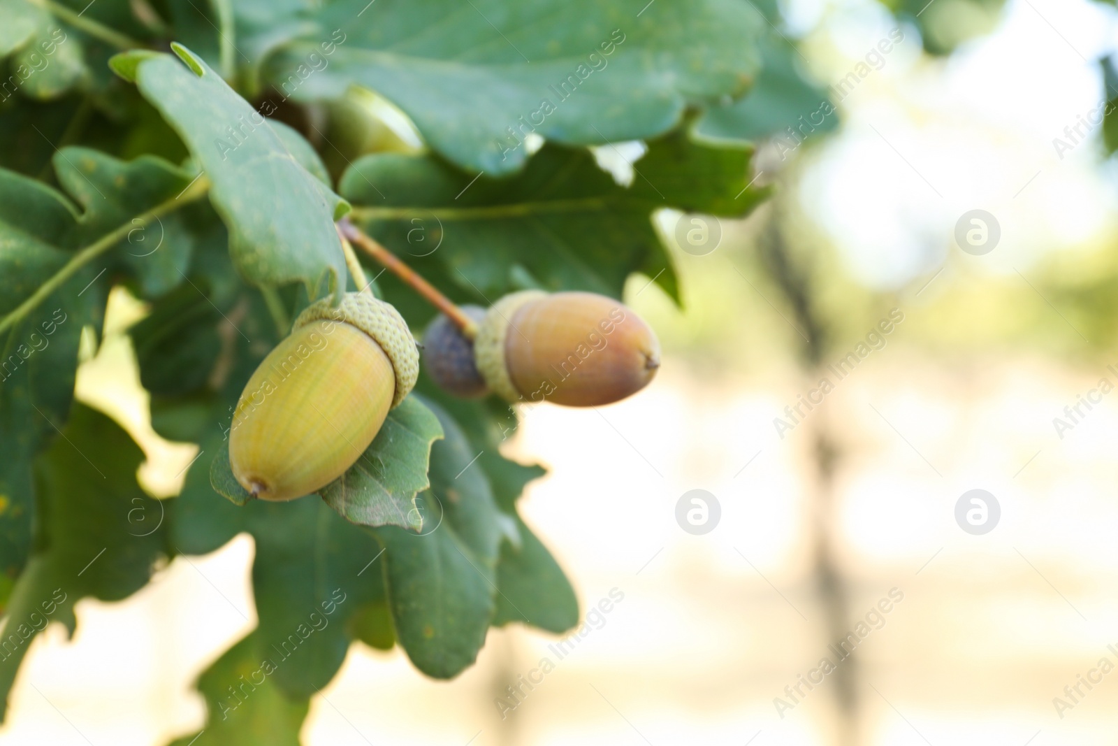 Photo of Closeup view of oak with green leaves and acorns outdoors