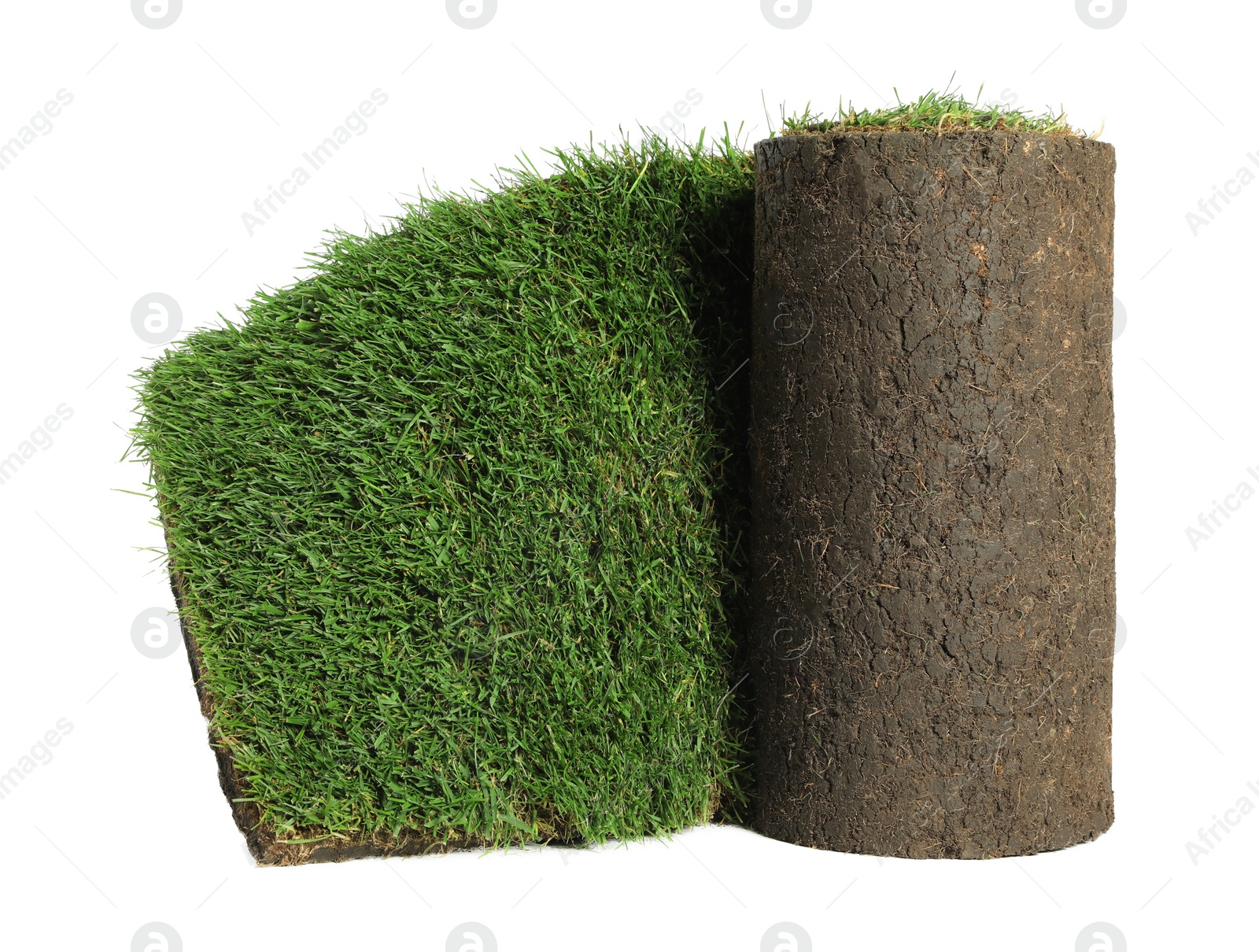 Photo of Rolled sod with grass on white background