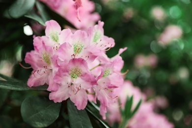 Photo of Beautiful tiny tropical flowers in botanical garden, closeup. Space for text