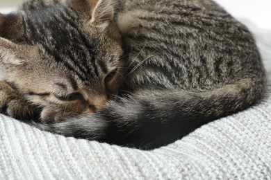 Photo of Grey tabby cat lying on knitted blanket, closeup. Adorable pet