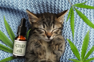 Image of Bottle of CBD oil and cute kitten sleeping on blue knitted blanket, top view