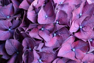 Photo of Beautiful violet hortensia flowers as background, closeup