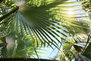 Beautiful view of palm branches on sunny summer day