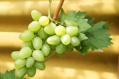 Photo of Ripe juicy grapes on branch growing against blurred background, closeup