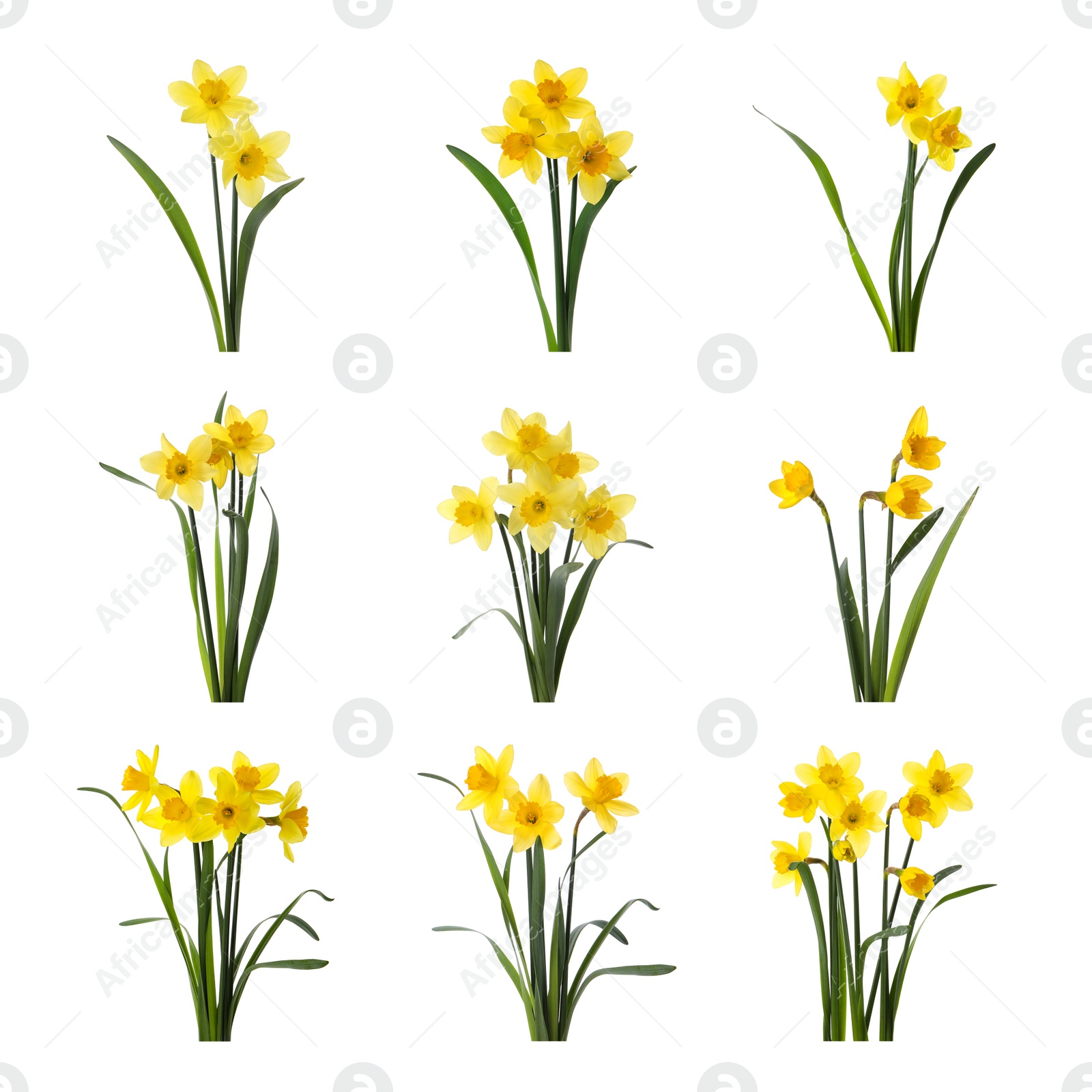 Image of Set with beautiful yellow daffodils on white background 