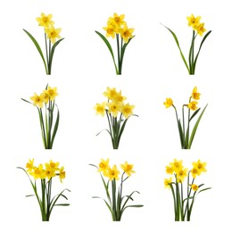 Image of Set with beautiful yellow daffodils on white background 