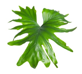 Tropical philodendron leaf isolated on white