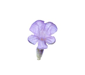 Photo of Beautiful aromatic lavender flower isolated on white