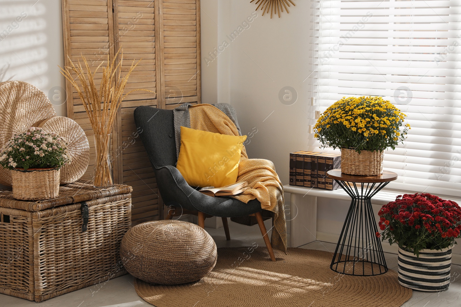 Photo of Stylish room interior with beautiful fresh chrysanthemum flowers