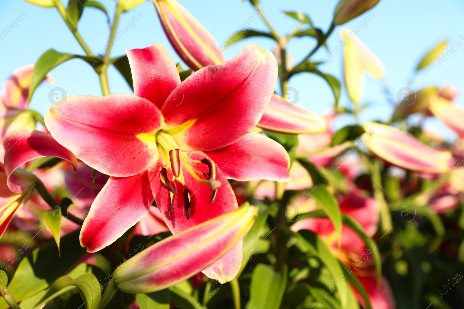 Photo of Beautiful bright pink lilies growing at flower field, closeup