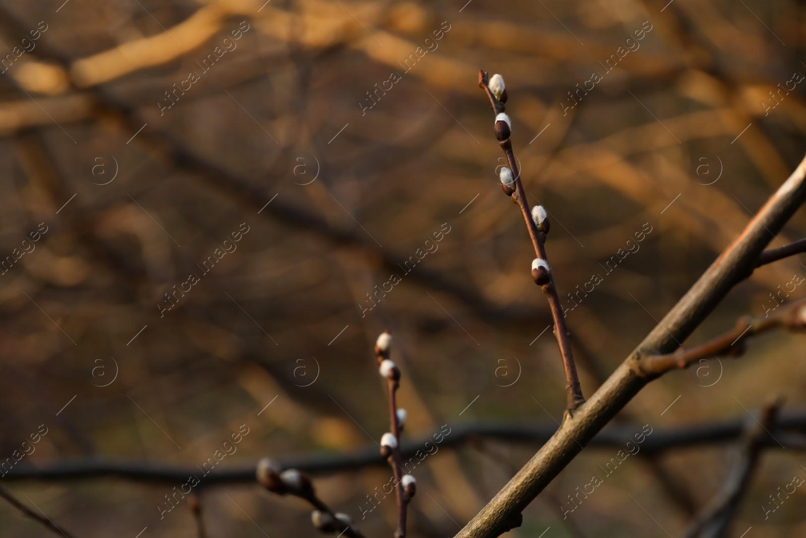 Photo of Beautiful pussy willow branch with catkins outdoors, closeup. Space for text