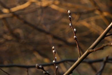 Photo of Beautiful pussy willow branch with catkins outdoors, closeup. Space for text