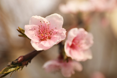 Photo of Closeup view of blossoming tree outdoors on spring day