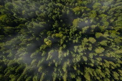 Image of Aerial view of beautiful landscape with forest 