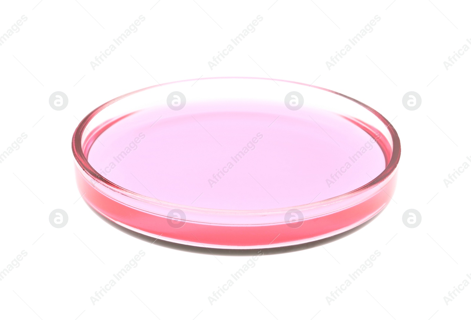 Photo of Petri dish with pink liquid isolated on white