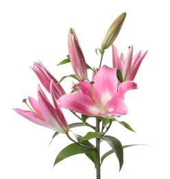 Photo of Beautiful pink lily flowers isolated on white