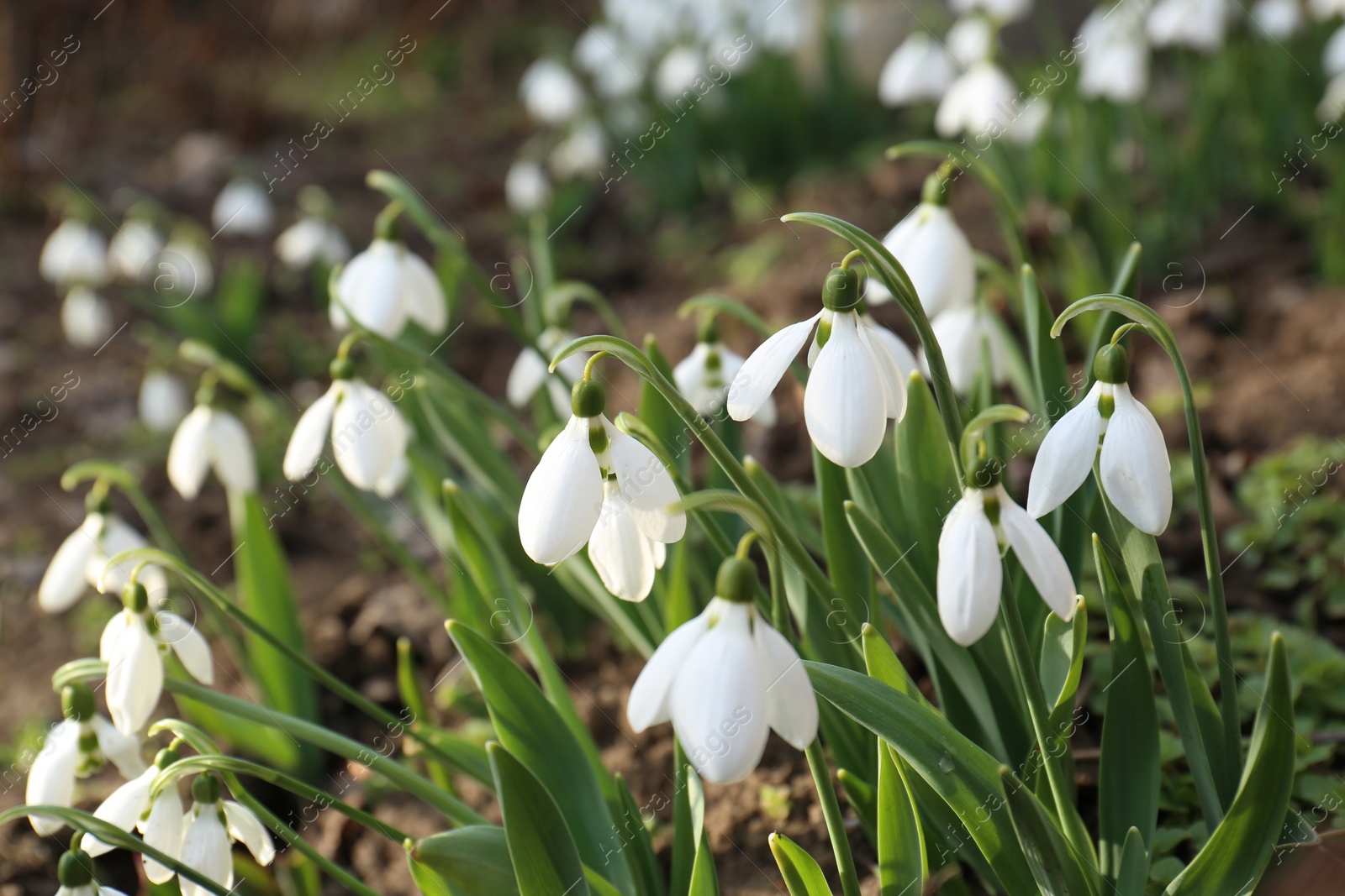 Photo of Beautiful white blooming snowdrops growing outdoors, closeup